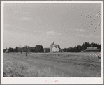 Wheat elevator. Latah County, Idaho