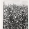 FSA rehabilitation borrower and supervisor in field of corn, a relatively new crop to this section.  Boundary county, Idaho