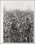 FSA rehabilitation borrower and supervisor in field of corn, a relatively new crop to this section.  Boundary county, Idaho