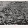 Sheep trails on side of hill. Klickitat County, Washington