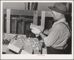 Farm worker who lives at the FSA (Farm Security Administration) farm family migratory labor camp. Yakima, Washington. He is attending the WPA (Work Projects Administration) apple packing school at the camp