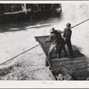 Indian fishermen pull in net heavy with salmon. Celilo Falls, Oregon