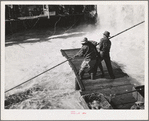 Indian fishermen pull in net heavy with salmon. Celilo Falls, Oregon