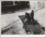 Indian fishermen pull in net heavy with salmon. Celilo Falls, Oregon