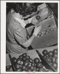 Farm woman who lives at the FSA (Farm Security Administration) farm family migratory labor camp, Yakima, Washington, packing wooden apples at the WPA (Work Projects Administration) apple packing school at the camp