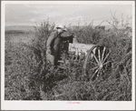 Farmer who has no shed facilities for storing machinery. Yakima County, Washington. He rents from Indians