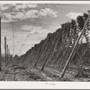 Hop vines. Yakima County, Washington