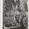 Picking hops, Yakima County, Washington. Workers were paid this year two and a half to four cents per pound. This man said he could pick one hundred pounds a day