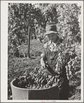 Picking hops, Yakima County, Washington. Workers were paid this year two and a half to four cents per pound. This man said he could pick one hundred pounds a day