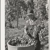 Picking hops, Yakima County, Washington. Workers were paid this year two and a half to four cents per pound. This man said he could pick one hundred pounds a day