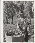 Picking hops, Yakima County, Washington. Workers were paid this year two and a half to four cents per pound. This man said he could pick one hundred pounds a day