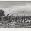 Hop field being picked. Yakima County, Washington