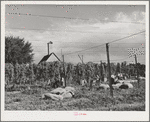 Hop field being picked. Yakima County, Washington