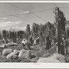 Hop pickers. Yakima County, Washington