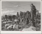 Hop pickers. Yakima County, Washington