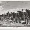 Hop pickers, Yakima County, Washington. Practically all hops in the U.S. States are grown in Oregon, Idaho, and Washington. In 1940 Oregon grew forty-seven percent of the Coast production