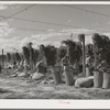 Hop pickers, Yakima County, Washington. Practically all hops in the U.S. States are grown in Oregon, Idaho, and Washington. In 1940 Oregon grew forty-seven percent of the Coast production