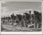 Hop pickers, Yakima County, Washington. Practically all hops in the U.S. States are grown in Oregon, Idaho, and Washington. In 1940 Oregon grew forty-seven percent of the Coast production