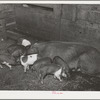 Pigs on farm in Yakima County, Washington