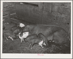 Pigs on farm in Yakima County, Washington