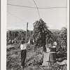 Pulling down vines in hop field. The hops or burns are then picked from the vines. Yakima County, Washington