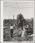 Pulling down vines in hop field. The hops or burns are then picked from the vines. Yakima County, Washington