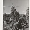 Pulling down vines in hop field. The hops or burns are then picked from the vines. Yakima County, Washington