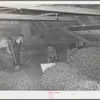 Scooping and sweeping dried hops from drying room to adjacent room where they will be baled. Yakima County, Washington. There is approximately twenty-five percent dryout of hops