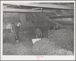 Scooping and sweeping dried hops from drying room to adjacent room where they will be baled. Yakima County, Washington. There is approximately twenty-five percent dryout of hops