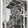 Hop vines going in stationary-type mechanical picker. Yakima County, Washington