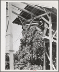 Hop vines going in stationary-type mechanical picker. Yakima County, Washington