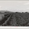Looking down on hop field, Yakima County, Washington.  There are 6800 acres in hops in Yakima County