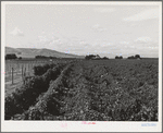 Looking down on hop field, Yakima County, Washington.  There are 6800 acres in hops in Yakima County