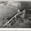 Barnyard scene. Yakima County, Washington