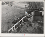 Barnyard scene. Yakima County, Washington