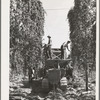 Portable-type hop picker at work in the fields, Yakima County, Washington. In 1940 there were 2 mechanical pickers in this county, this year  there were 38, 33 of which were this type. Using the machines 15 men displace on same numbers of hours worked