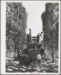 Portable-type hop picker at work in the fields, Yakima County, Washington. In 1940 there were 2 mechanical pickers in this county, this year  there were 38, 33 of which were this type. Using the machines 15 men displace on same numbers of hours worked