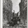 Portable-type hop picker at work in the fields, Yakima County, Washington. In 1940 there were 2 mechanical pickers in this county, this year  there were 38, 33 of which were this type. Using the machines 15 men displace on same numbers of hours worked