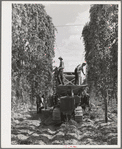 Portable-type hop picker at work in the fields, Yakima County, Washington. In 1940 there were 2 mechanical pickers in this county, this year  there were 38, 33 of which were this type. Using the machines 15 men displace on same numbers of hours worked