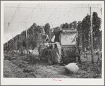 Portable-type hop picker at work in the fields, Yakima County, Washington. In 1940 there were 2 mechanical pickers in this county, this year  there were 38, 33 of which were this type. Using the machines 15 men displace on same numbers of hours worked