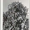 Hop vine. Yakima County, Washington