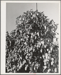 Hop vine. Yakima County, Washington