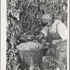 Hop picker with her basket. Yakima County, Washington