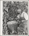 Hop picker with her basket. Yakima County, Washington