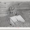 Scooping dried hops from drying room to adjacent room were they will be baled. Hops are dried about seventeen hours, lose from twenty to twenty-five percent moisture content in the process. Yakima County, Washington