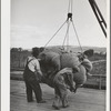 Sacks of green hops are hoisted to kiln platform. Yakima Washington