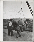 Sacks of green hops are hoisted to kiln platform. Yakima Washington