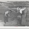 Emptying sacks of green hops into drying room of kiln. Yakima, Washington