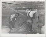 Emptying sacks of green hops into drying room of kiln. Yakima, Washington