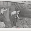 Spreading out green hops in drying room of kiln. Yakima County, Washington